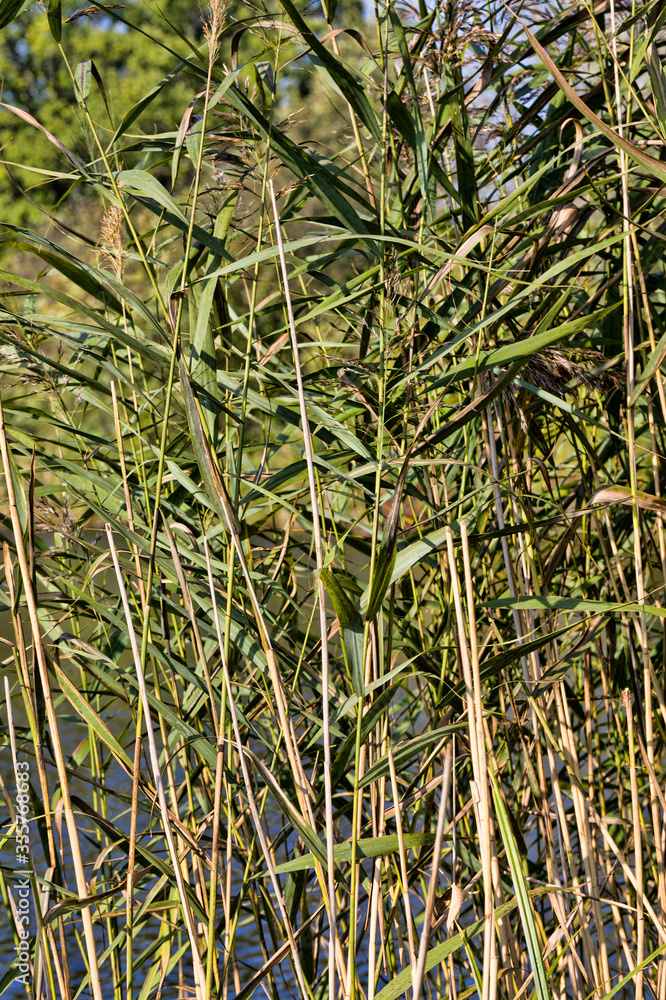 plants near the shore plants near the shore