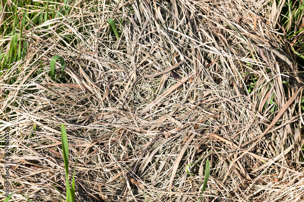 dry grass dry grass