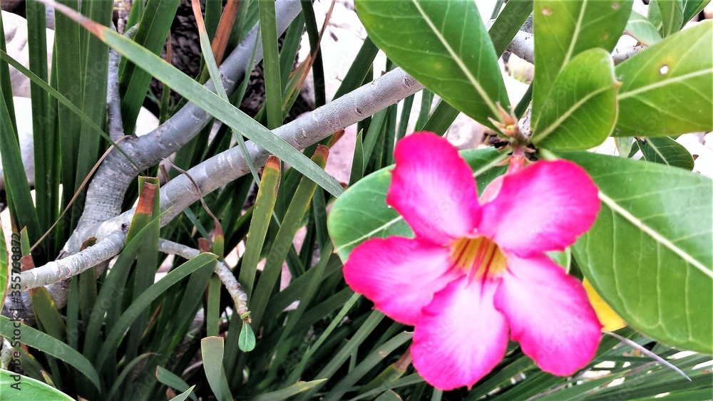 Obraz premium pink and white flower
