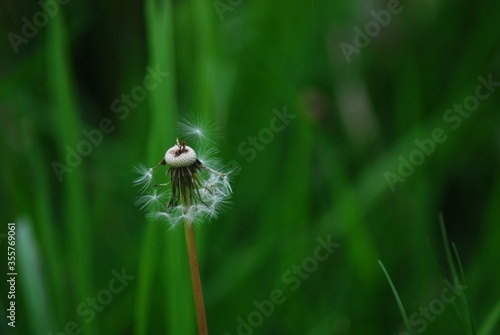 Dandelion loses its seeds against a green background