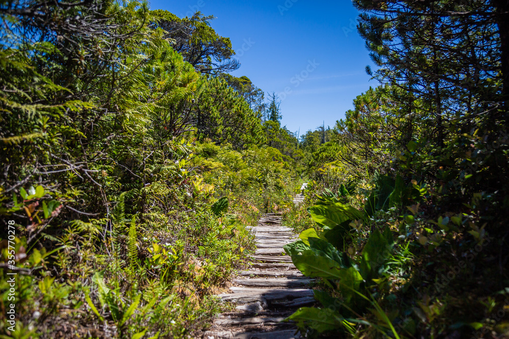 stairway to the sky on Vancouver Island