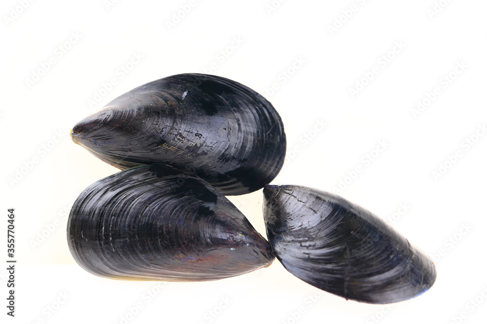 Mussels on a white background Mussels on a white background