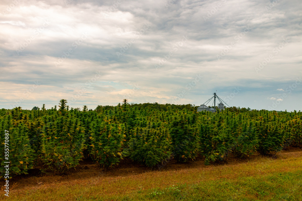 Hemp field in Canada. This is industrial hemp.