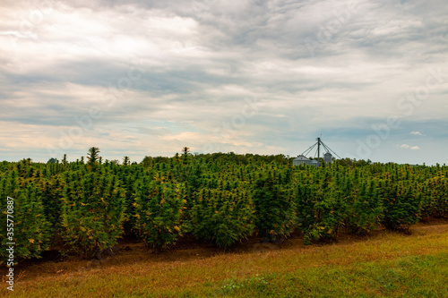 Hemp field in Canada. This is industrial hemp. © mynewturtle