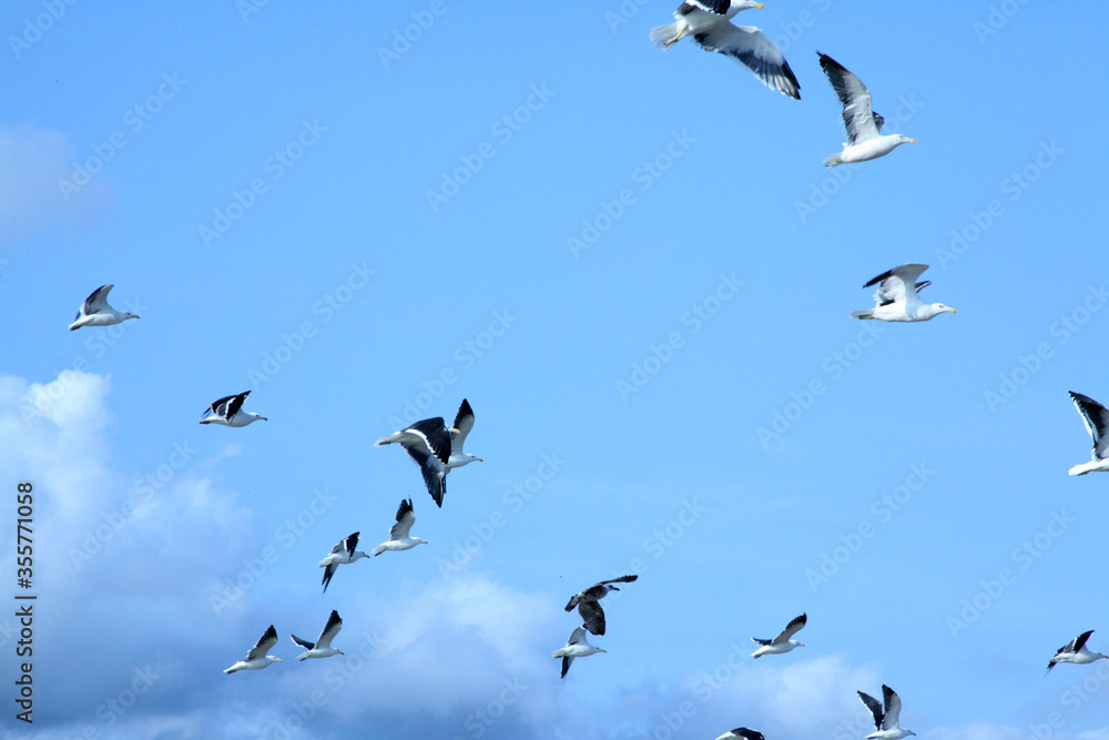 Fototapeta premium Gaivotas voando no céu