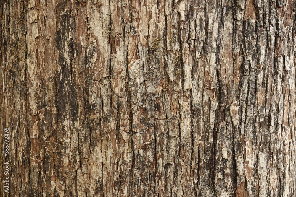 Bark pattern is seamless texture from tree. For background work Bark pattern is seamless texture from tree. For background work