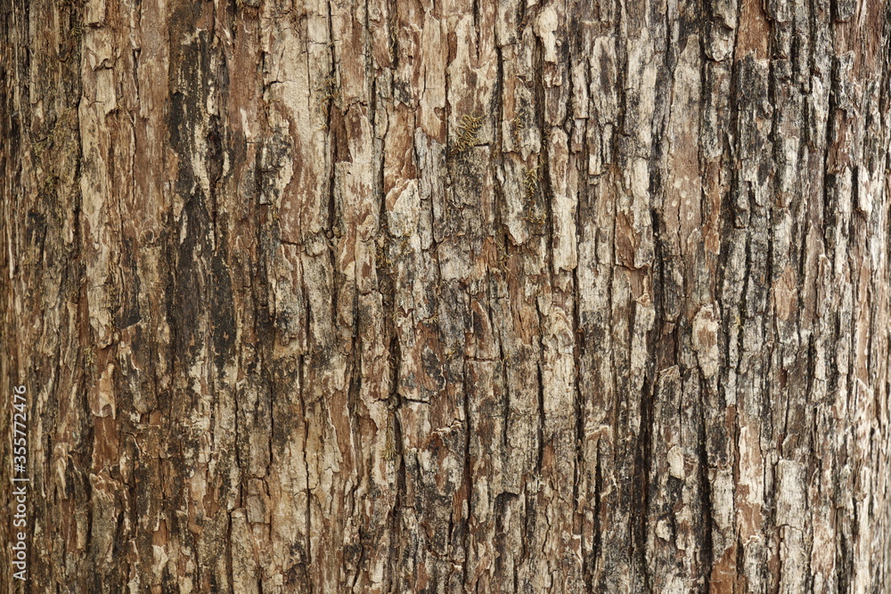 Bark pattern is seamless texture from tree. For background work