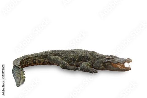 Asian freshwater crocodile isolated on a white background © จิตรกร เนาเหนียว