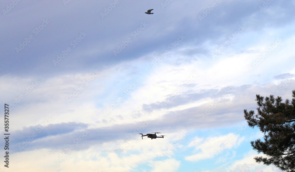 Drone and bird in the sky