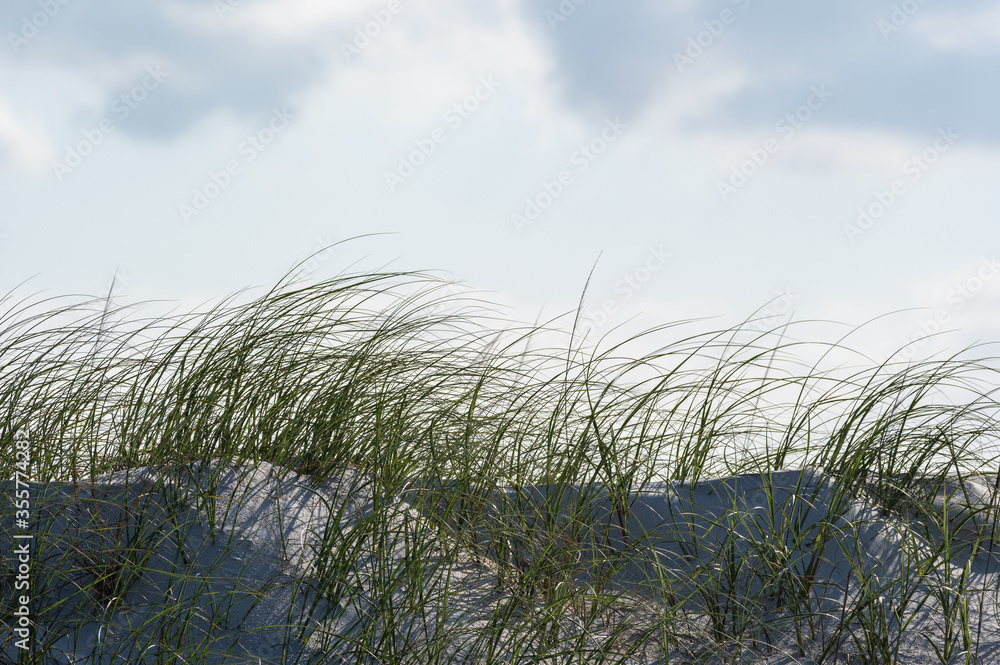 Fototapeta premium Sand Dune Island Grass