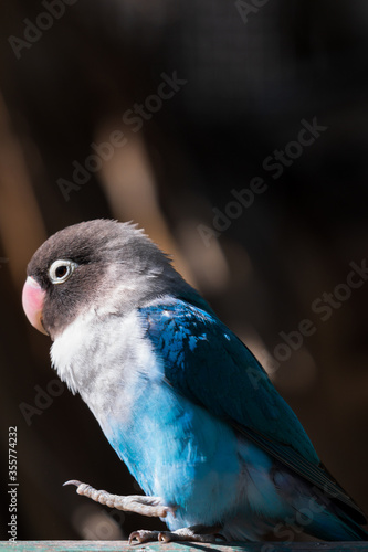 Agapornis personatus known as Masked blue lovebird captured in motion photo