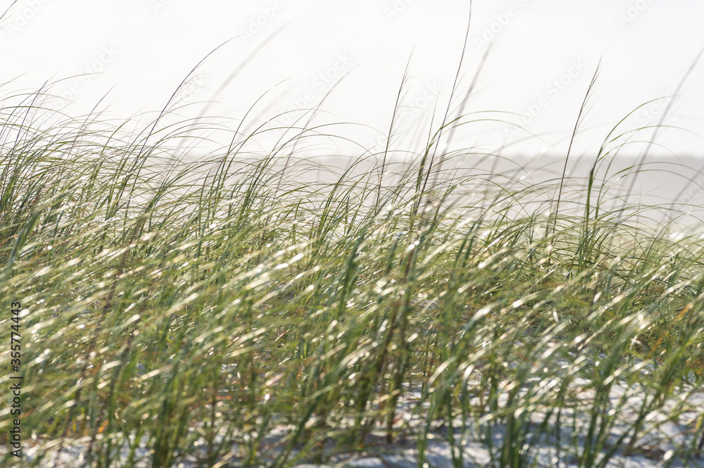 Dune Grass Dune Grass