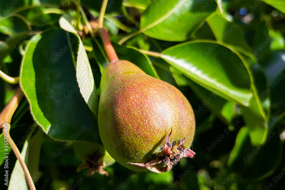 Ripe pears on tree branches in green leaves Ripe pears on tree branches in green leaves