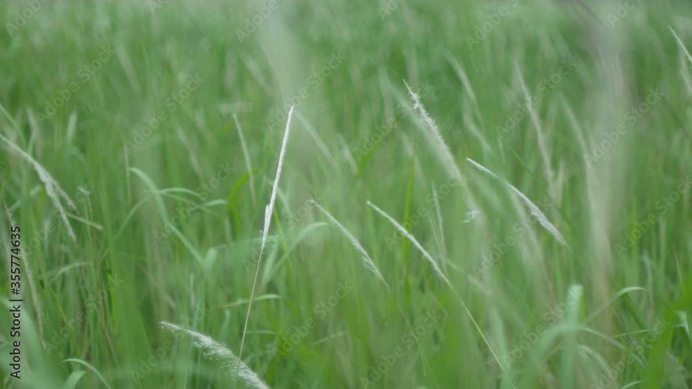 grass flower moving with wind, for background and textured grass flower moving with wind, for background and textured