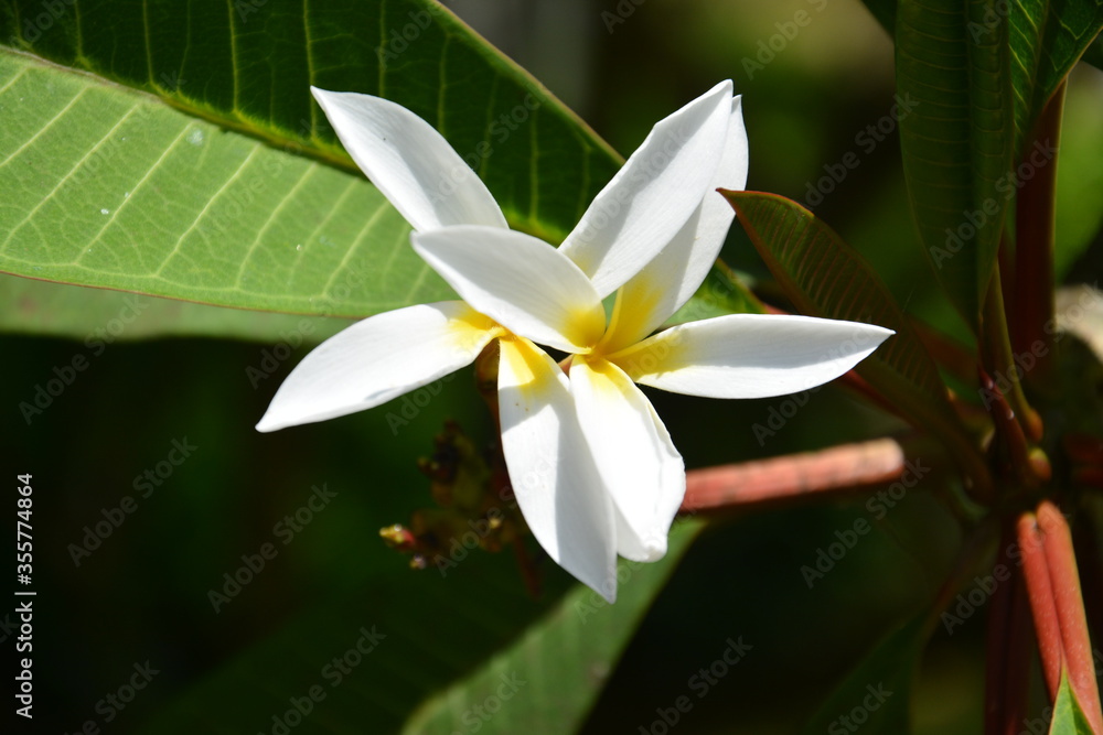 Fototapeta premium Egg flower blossoms with long petals in sunny day
