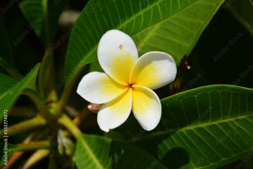 Fototapeta premium White egg flower with ellipse petals in sunny summer day