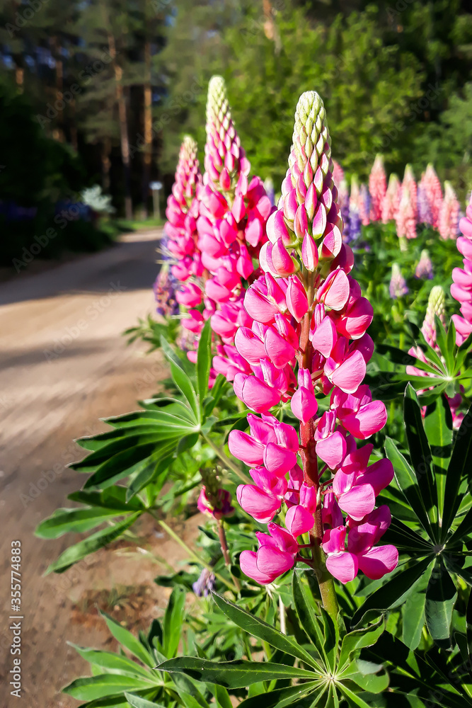Obraz premium Beautiful pink and purple wild flowers delphinium