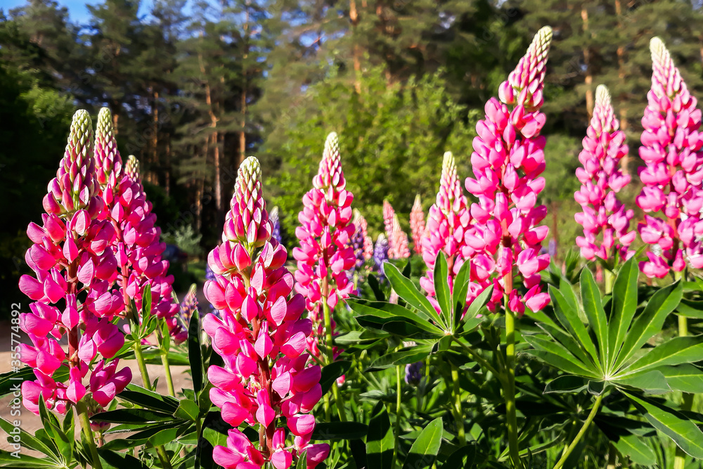 Obraz premium Beautiful pink and purple wild flowers delphinium
