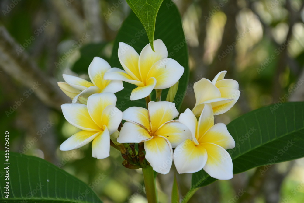 Fototapeta premium Group white and yellow egg flowers blossoms in summer