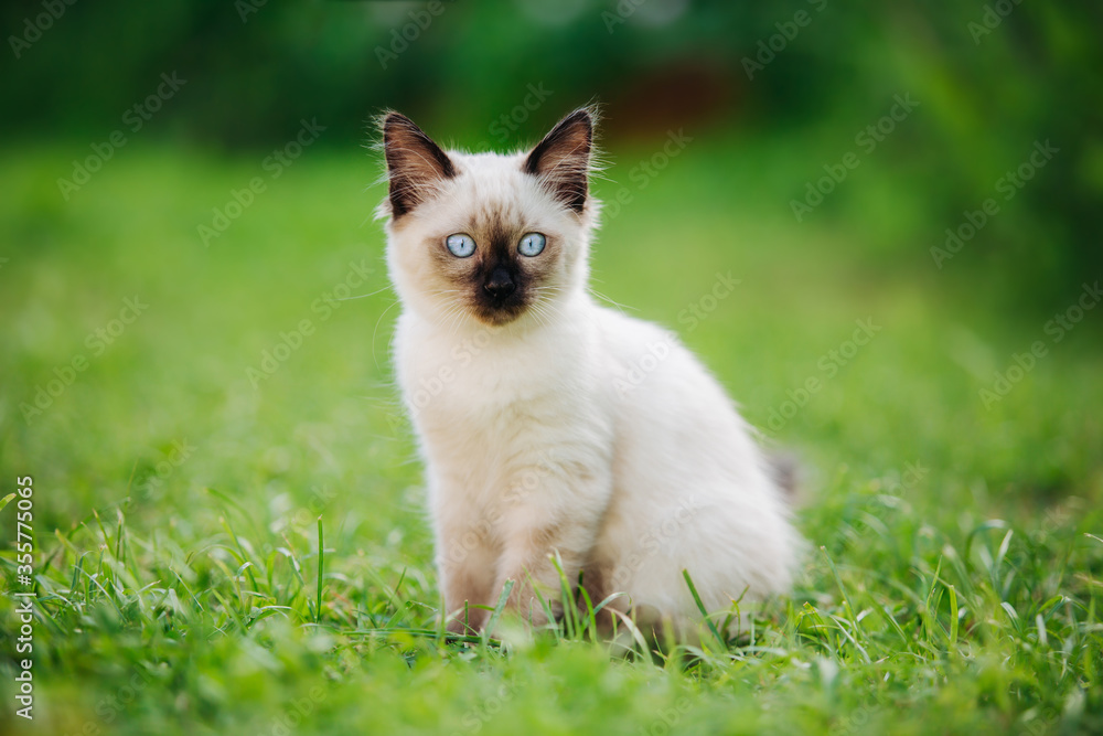 A little kitten walks in nature, runs on the grass. The cat plays on the lawn in the open air. The pet hunts on the background of green plants and flowers