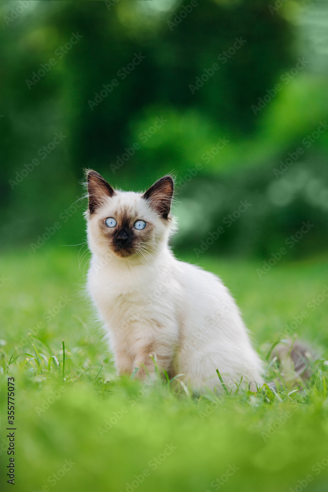 A little kitten walks in nature, runs on the grass. The cat plays on the lawn in the open air. The pet hunts on the background of green plants and flowers