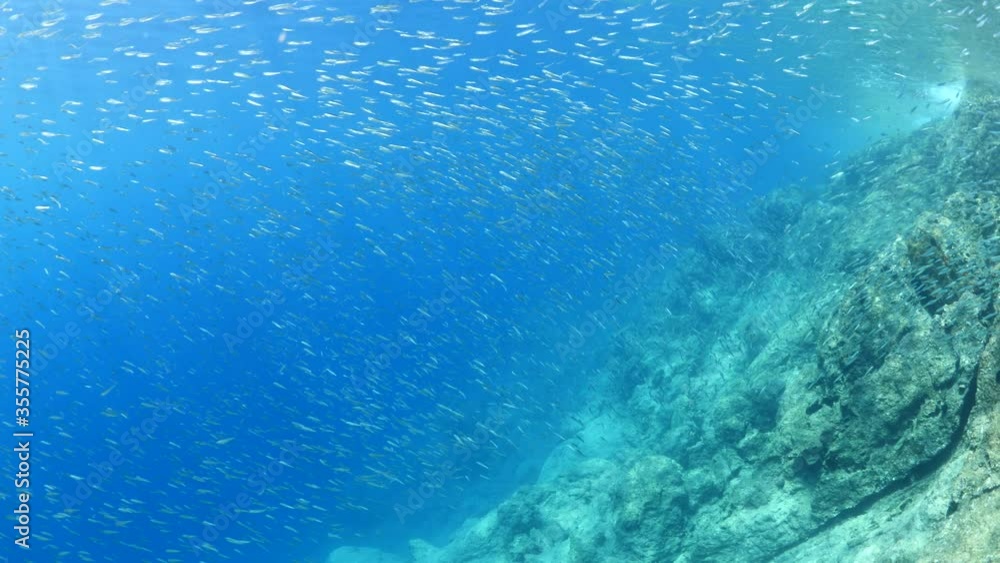 silversides hiding behind secret rocks under sun shine and beams underwater silverside fish school wavy sea protection behaviour silversides hiding behind secret rocks under sun shine and beams underwater silverside fish school wavy sea protection behaviour