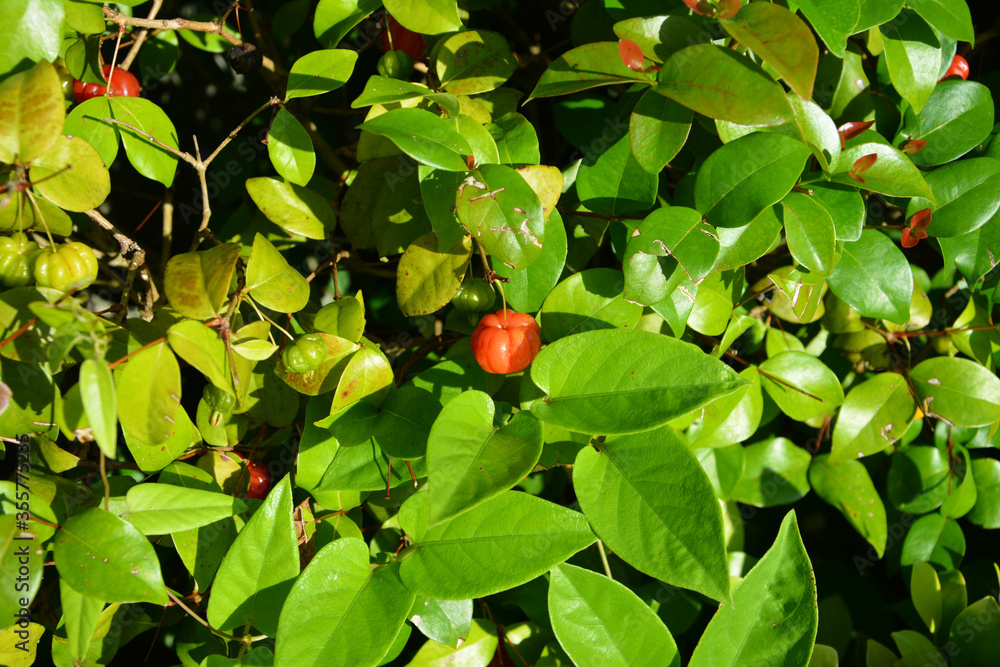 Little red Eugenia uniflora in the middle of green leaves in sunny morning