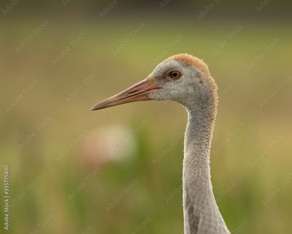 Fototapeta premium Juvenile Florida Sandhill Crane, profile and portrait