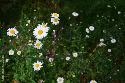 Cute daisies meadow
