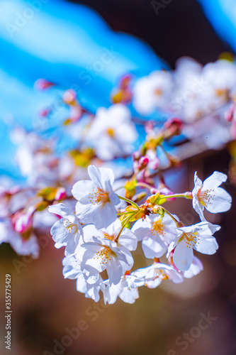 Sakura flowers blooming.  © Geordie