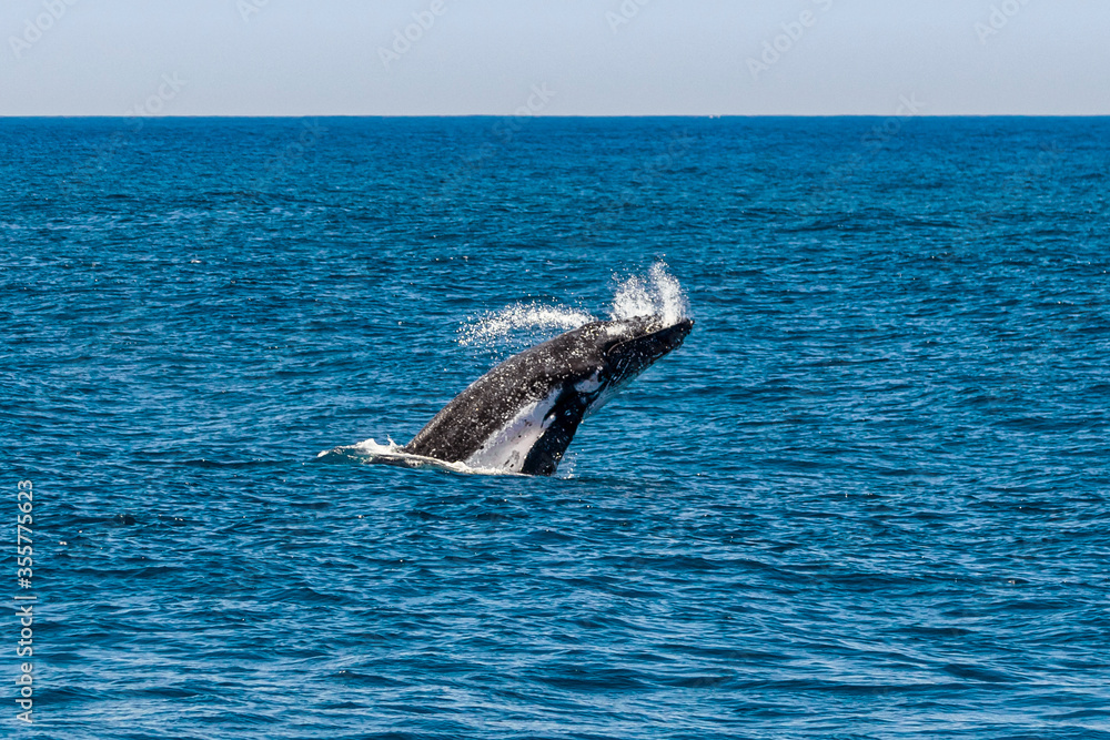 Fototapeta premium Humpback Whales off the coast of Australia