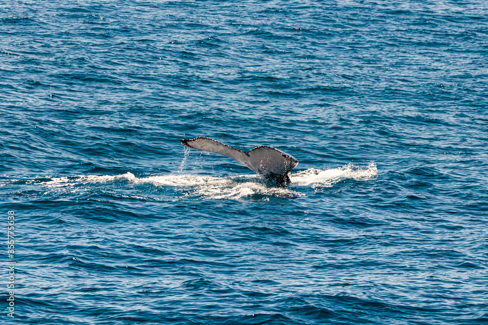 Fototapeta premium Humpback Whales off the coast of Australia
