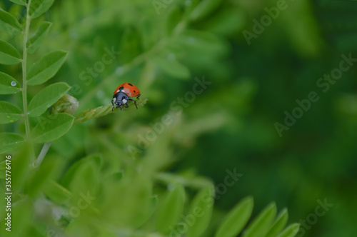 ladybird on a green leaf