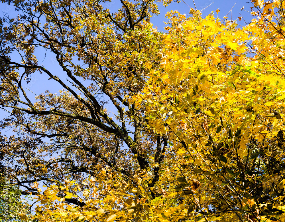 yellow foliage before falling yellow foliage before falling
