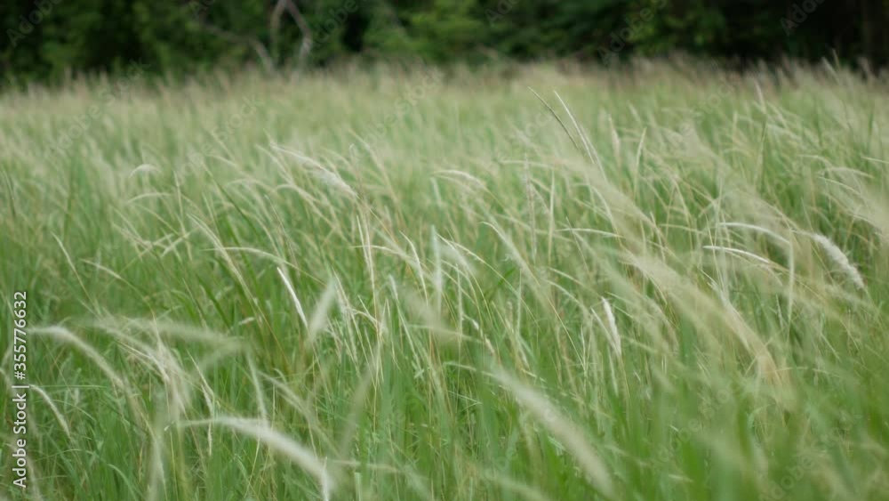 grass flower moving with wind, for background and textured grass flower moving with wind, for background and textured