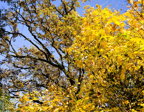 yellow foliage before falling