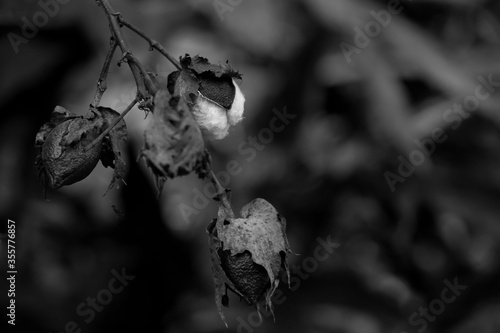 Bolls of cotton on plants in field of rural Tennessee. Black And White Stock Photo
