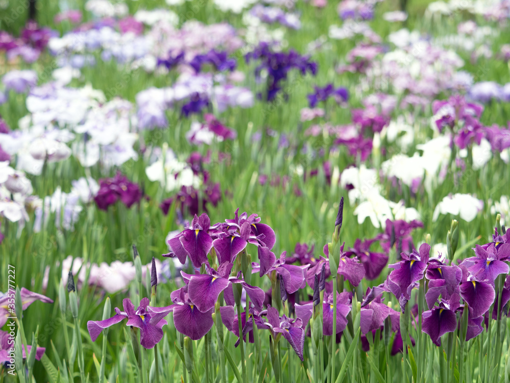 東京都 満開の堀切菖蒲園 東京都 満開の堀切菖蒲園