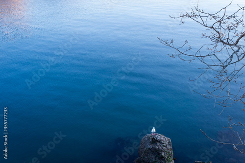 A seagull sits on a rock amongst a sea of blue water. Saxe Point Victoria British Columbia Canada 