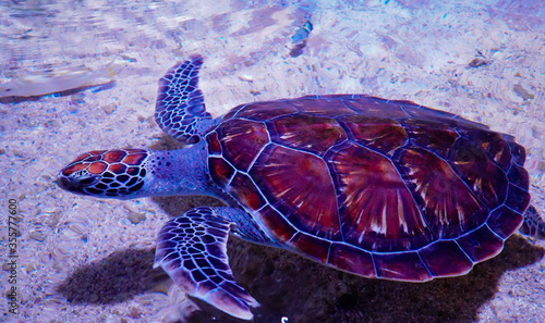 Turtles in a giant aquarium glowing blue.
