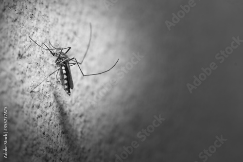 Danger mosquito Black And White photo With Light Focus