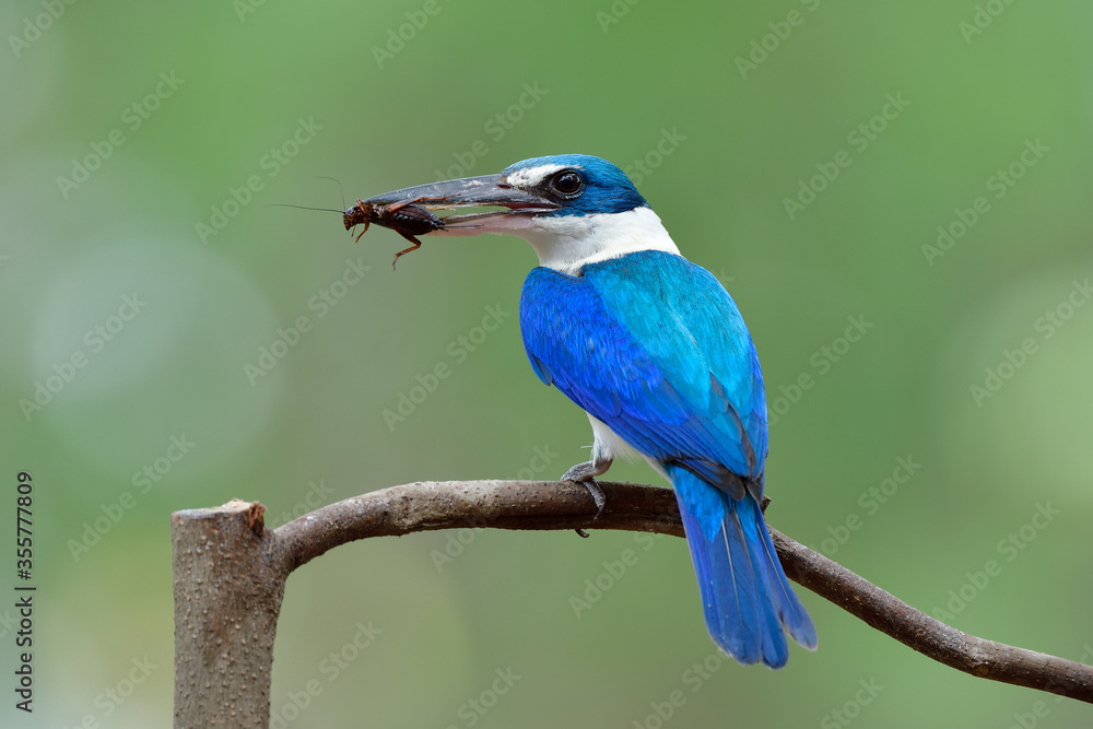 Obraz premium mother blue bird with white feathers and large beaks picking cricket meal for its chick on feeding day, Collared Kingfisher