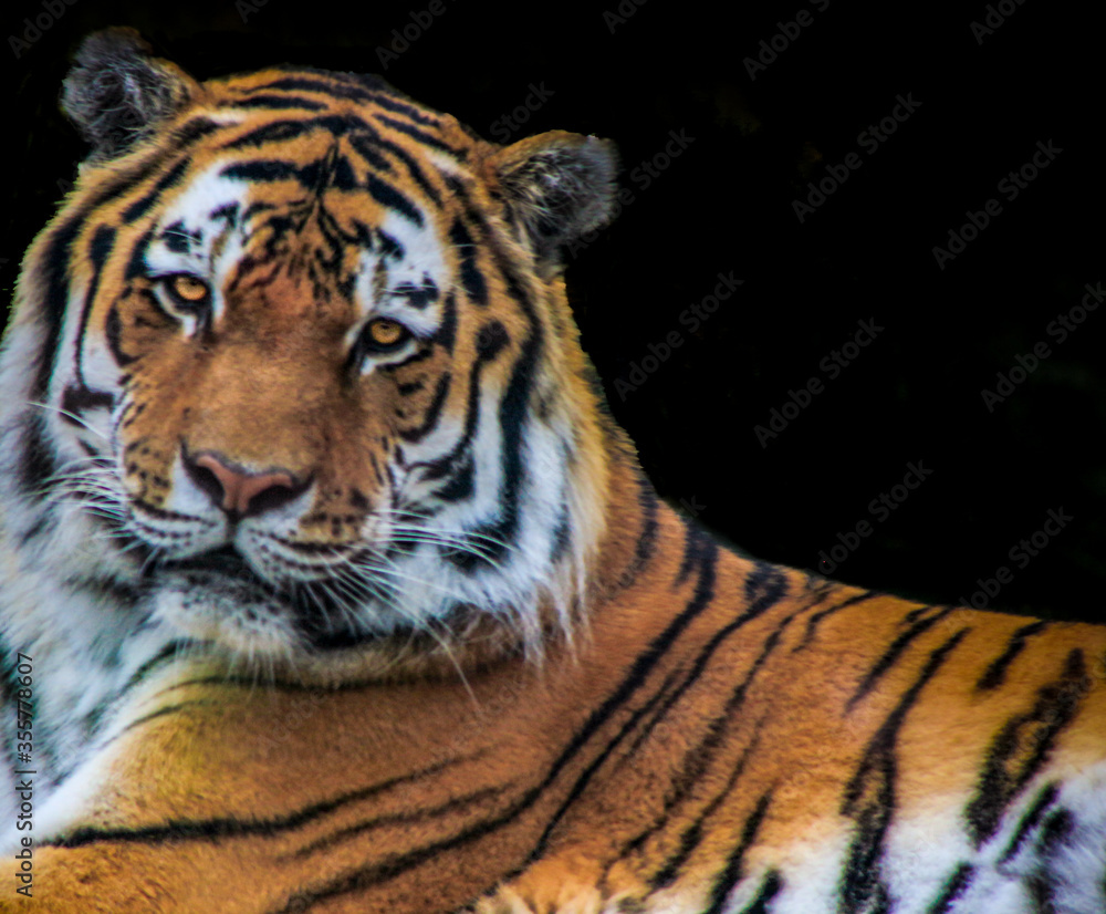 Fototapeta premium The tiger on the rock on black background.