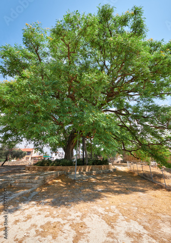 The rosewood Tipuana tipu tree growing by the Kolossi castle.  Kolossi. Limassol District. Cyprus photo