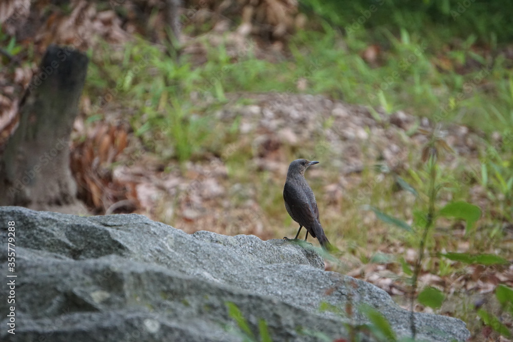 Obraz premium A town bird perched on a rock, a small gray cute bird（岩に止まっている町の鳥、灰色で小さくてかわいい鳥）
