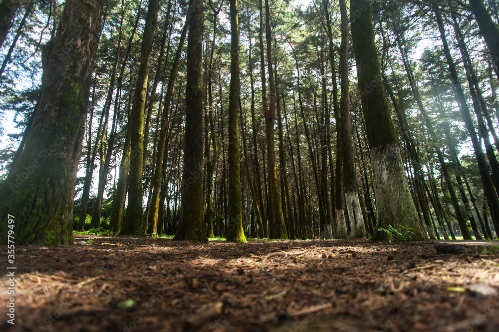 Low angle of pine trees, small pine forest Low angle of pine trees, small pine forest