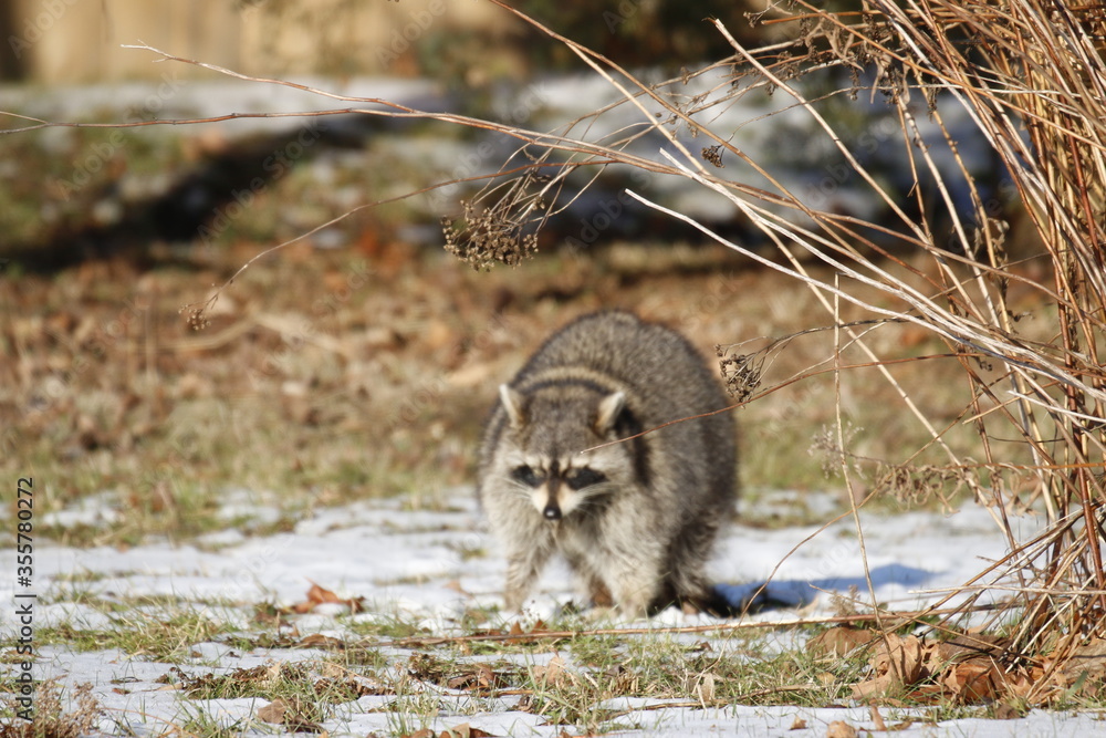 Rabid Raccoon foaming at the mouth. While this particular raccoon may ...