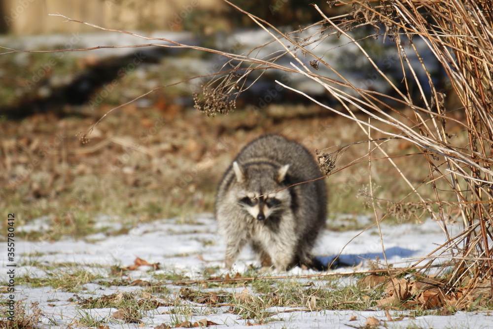 Rabid Raccoon foaming at the mouth. While this particular raccoon may