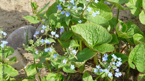 shoots of the large-leaved Brunner plant photo