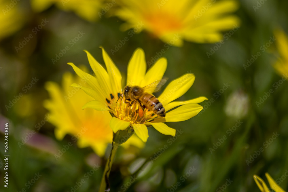 Close Up of a Bee Pollinating Yellow Daisies Close Up of a Bee Pollinating Yellow Daisies